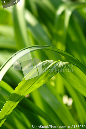 Image of Fresh green grass (shallow DoF)