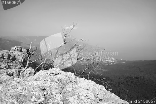 Image of Tree on the top of the mountain