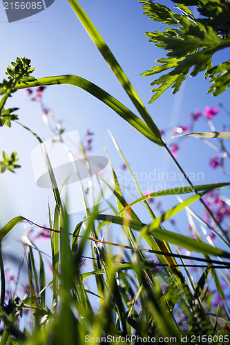 Image of Grass with flowers among blue sky. View from the ground