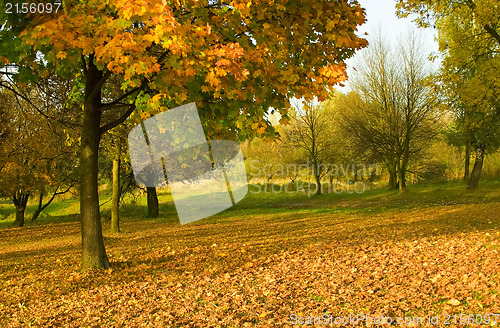 Image of Under the autumn tree