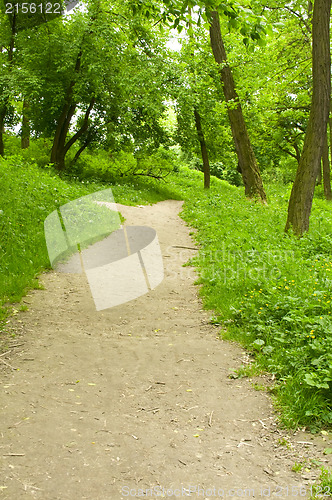 Image of Spring forest path