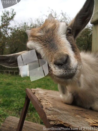 Image of Goat funny portrait
