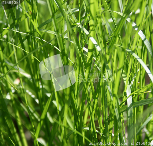 Image of Green grass