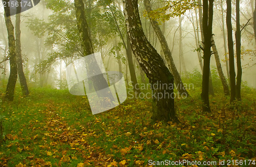 Image of Autumn birch forest path during misty morning