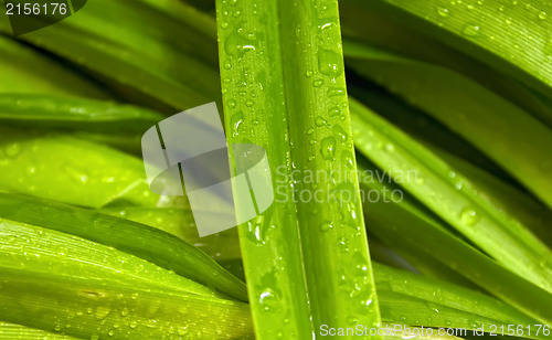 Image of Green leaf with drops of water