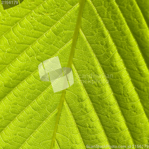 Image of Green leaf macro shot