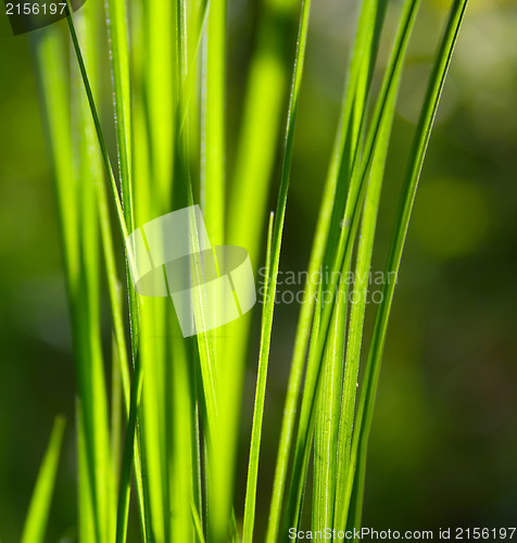 Image of Green grass