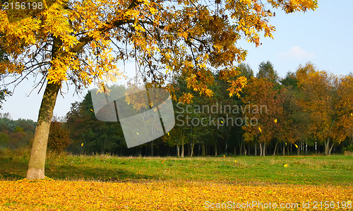 Image of Autumn tree with falling leaves