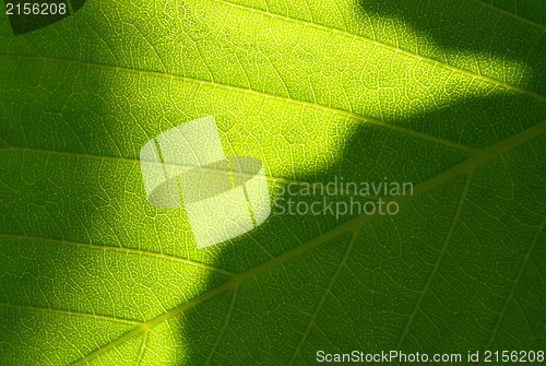 Image of Green leaf macro shot