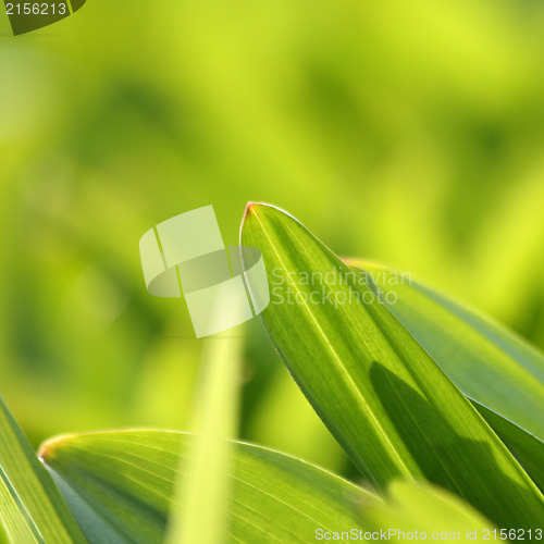 Image of Fresh green grass (shallow DoF)