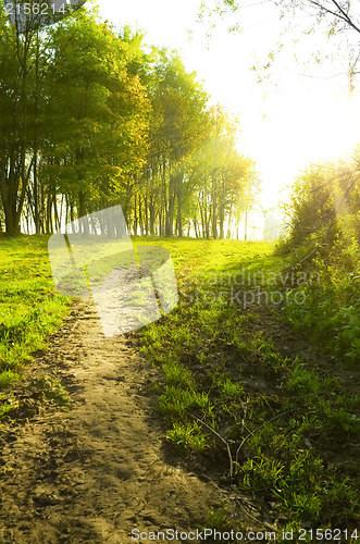 Image of Sunset forest path with rays of light