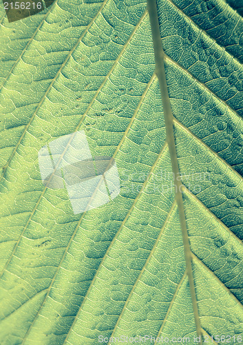 Image of Green leaf macro shot