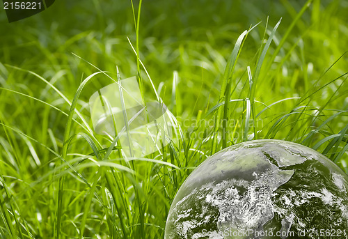 Image of Green grass and earth image