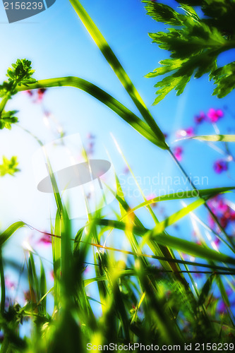 Image of View from the grass on the sky