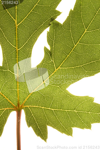 Image of Green grape vine leaf macro