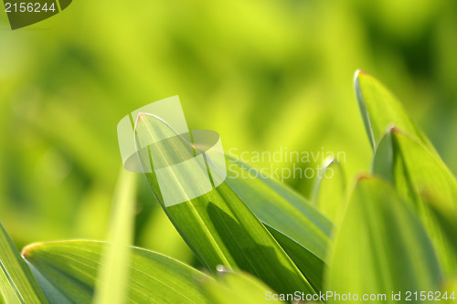 Image of Fresh green grass (shallow DoF)