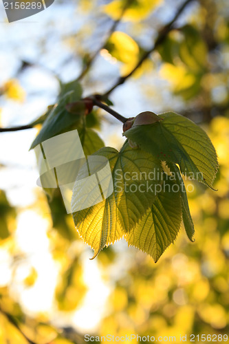 Image of Golden autumn leaves