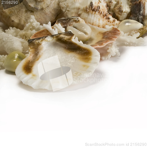 Image of Group of sea shells and corals isolated