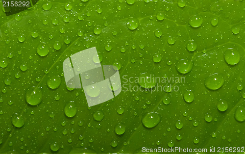 Image of Green leaf with drops of water