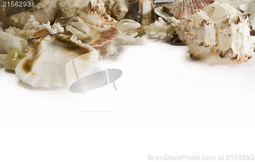 Image of Group of sea shells and corals isolated