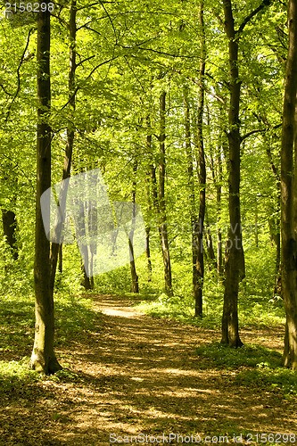 Image of Autumn forest path