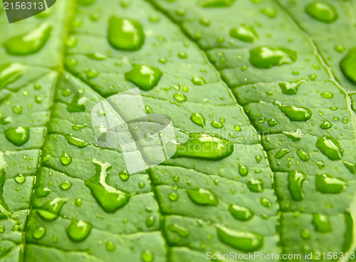 Image of Green leaf with drops of water