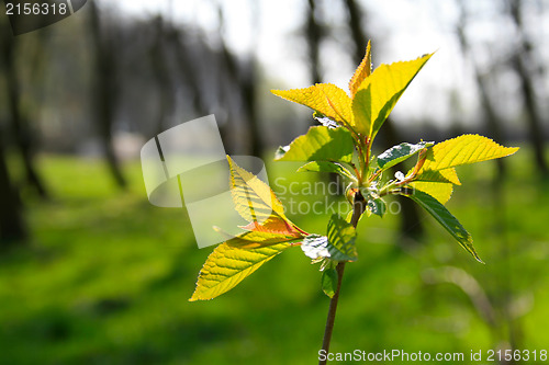 Image of Green leaves