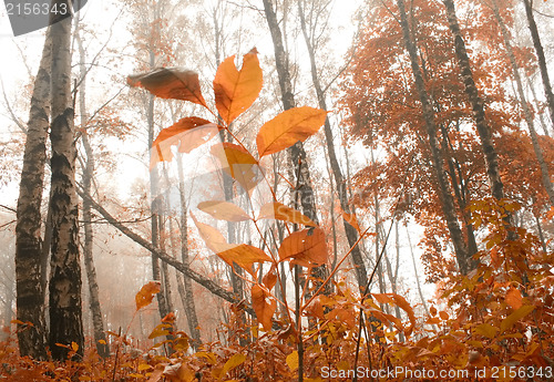 Image of Misty autumn morning