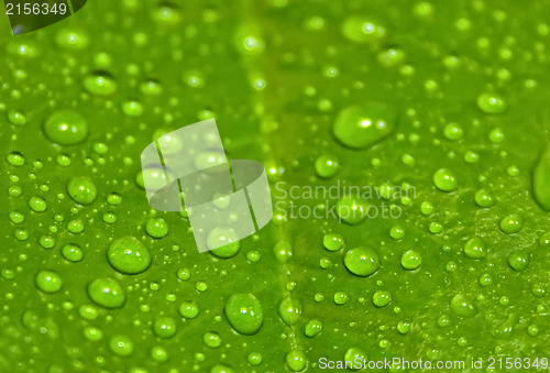 Image of Green leaf with drops of water