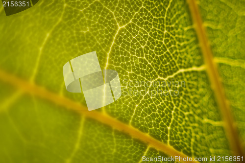 Image of Green leaf macro shot