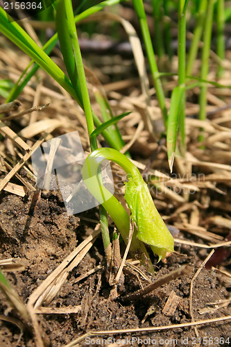 Image of Growing young plant