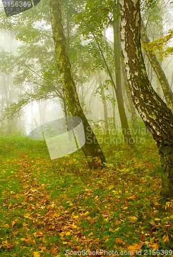 Image of Autumn birch forest path during misty morning