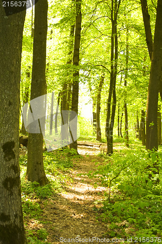 Image of Autumn forest path