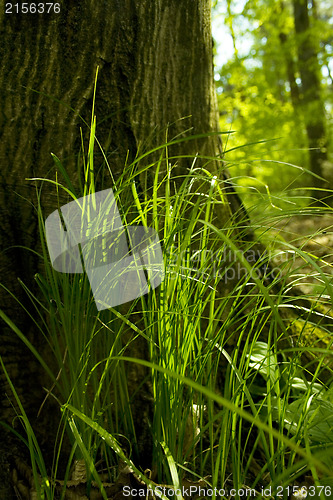 Image of Tree in the forest