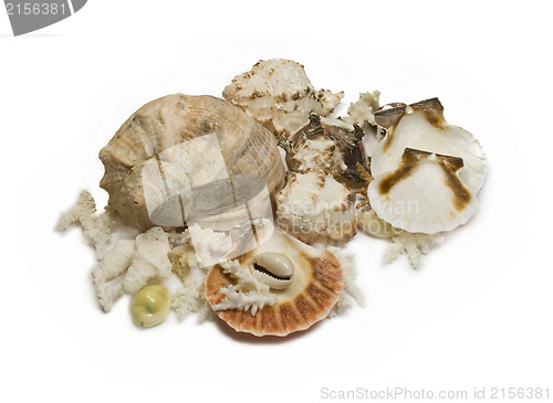 Image of Group of sea shells and corals isolated