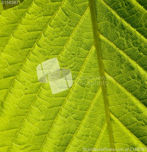 Image of Green leaf macro shot