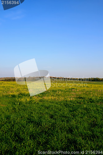 Image of Green field with blue sky