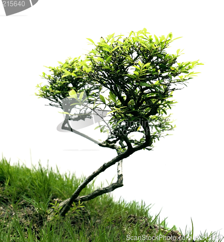 Image of Miniature tree