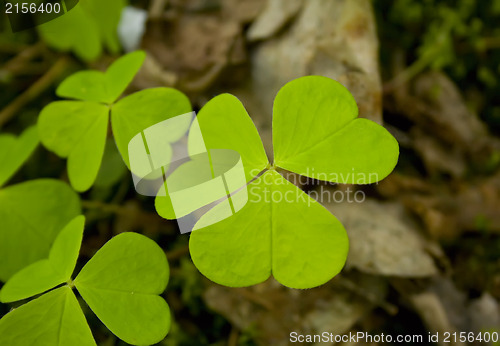 Image of Clover