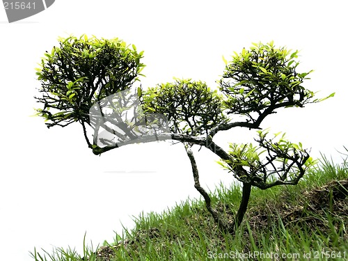 Image of Miniature tree