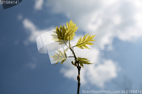 Image of Young oak leaves with blue sky background