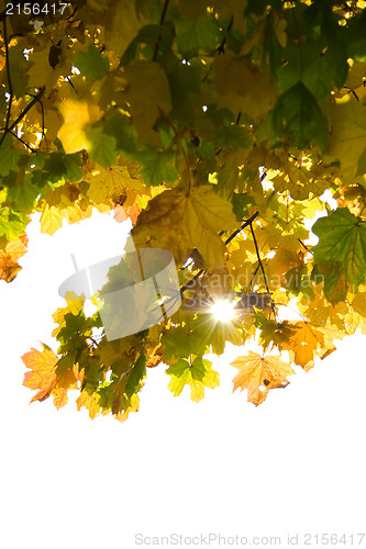 Image of Autumn leaves isolated