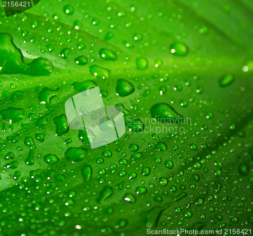 Image of Green leaf with drops of water