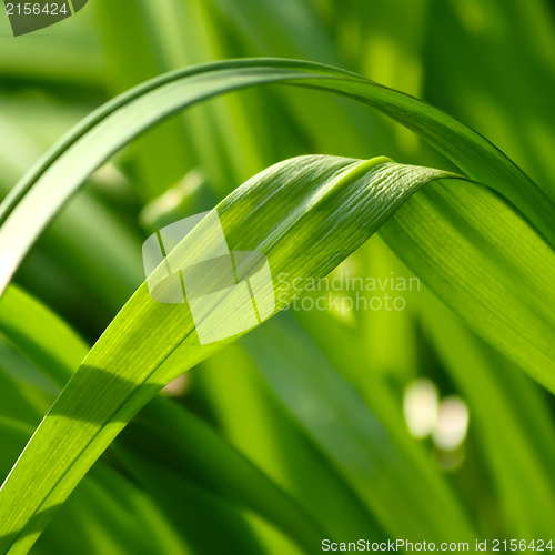 Image of Fresh green grass (shallow DoF)