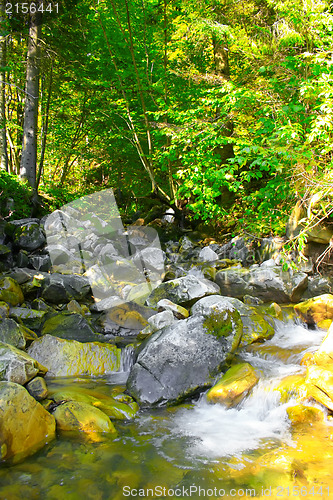 Image of River in the forest