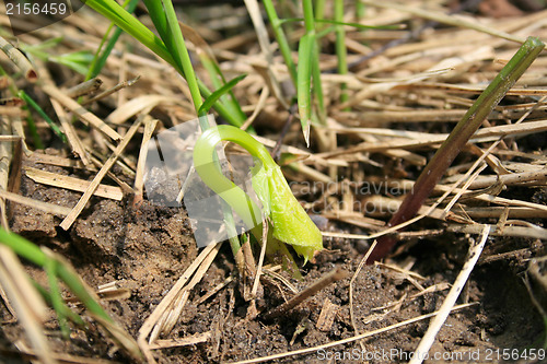 Image of Growing young plant