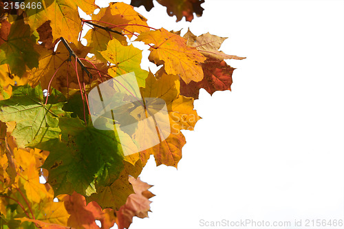 Image of Autumn leaves isolated