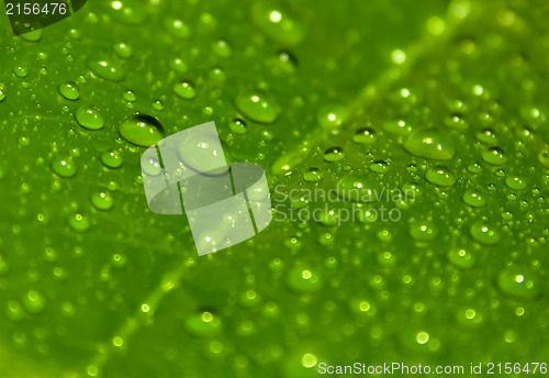 Image of Green leaf with drops of water