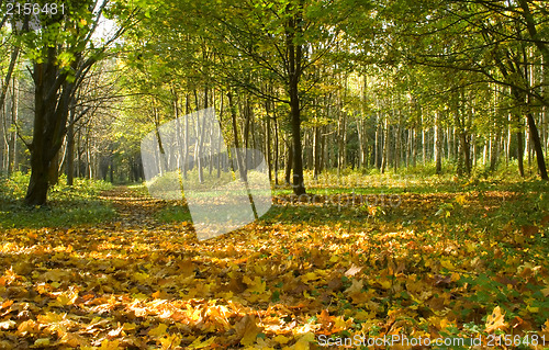 Image of Autumn forest path