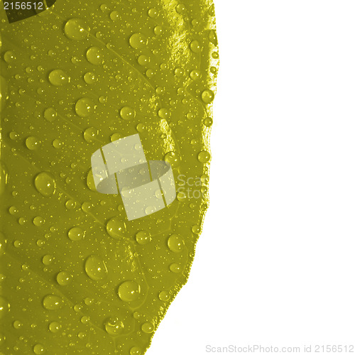 Image of Yellow leaf with drops of water isolated